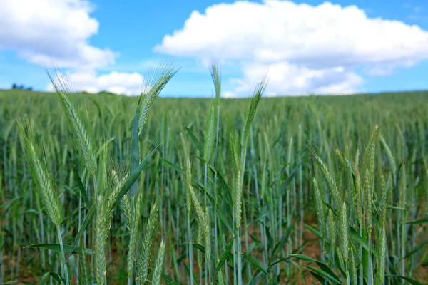 Campo de trigo verde e céu azul. — Fotografia de Stock