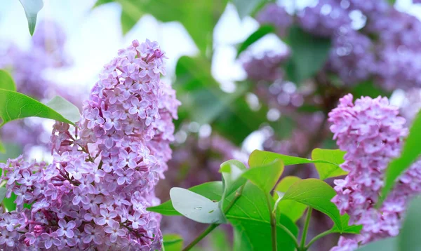 Spring lilac flowers in garden isolated on green. — Stock Photo, Image