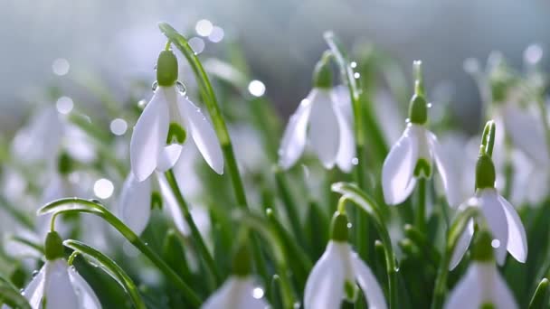 日当たりの良い庭の白い雪の花 . — ストック動画