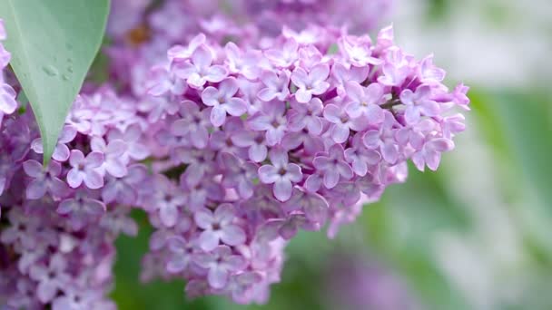 Rama con flores de primavera lila en el jardín fondo aislado. — Vídeos de Stock