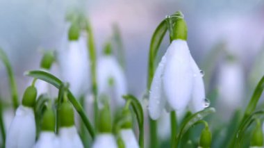 Güneşli bahçede beyaz kardamlaları .