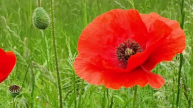 Çiçek açan kırmızı gelinciğin yakın çekimi.