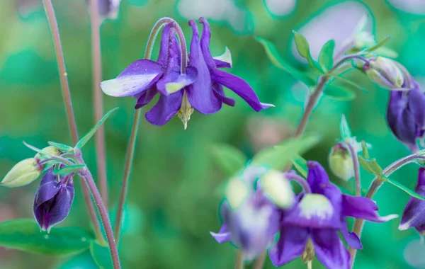 Meadow flowers aquilegia. Blue flowers in the garden — Stock Photo, Image