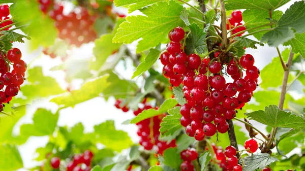 Rote Johannisbeeren in Tautropfen auf einem Strauch im Sommergarten. — Stockfoto