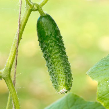 Yung salatalıkları serada yetişir. Doğa arkaplanı.