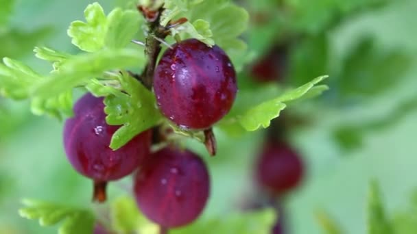 Спелые крыжовник ягоды на ветке с зелеными листьями в саду, закрыть — стоковое видео