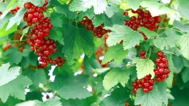 Las bayas rojas de la grosella en el rocío cae sobre el arbusto en el jardín veraniego. — Vídeos de Stock