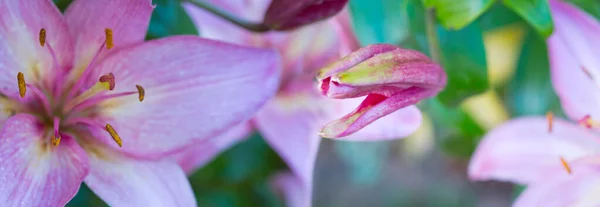 Cerca de lirio rosa en el jardín de verano . —  Fotos de Stock