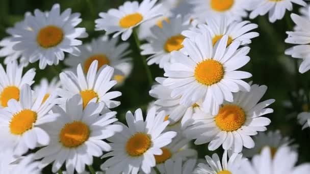 Makro skott av vita prästkragar på sommarfältet. — Stockvideo