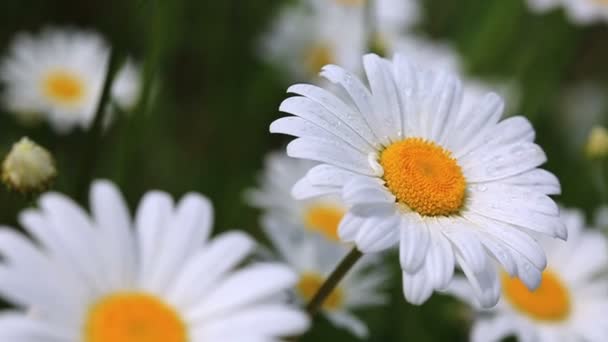 Макро знімок білих ромашок на літньому полі . — стокове відео