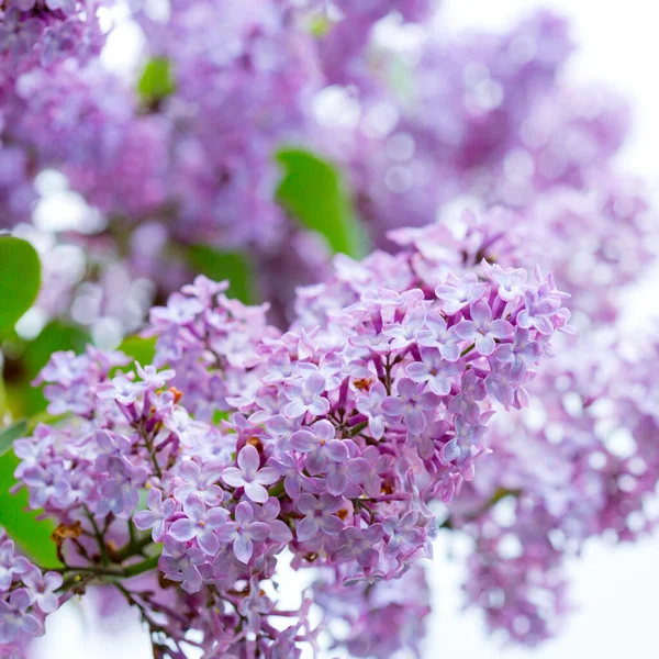 Arka planda yalıtılmış bahçede bahar leylağı çiçekleri olan bir dal.