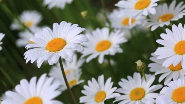 Macro shot of white daisies in the summer field. — Stock Video