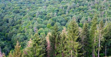 Yaz ormanı arka planı, güzel kuş bakışı yeşil ağaçlar. .