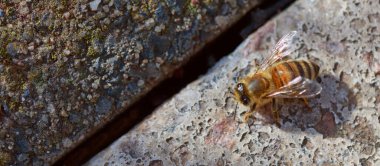 Portakal Arısı 'nın renklerine yakın, bir taşın üzerinde oturuyor.