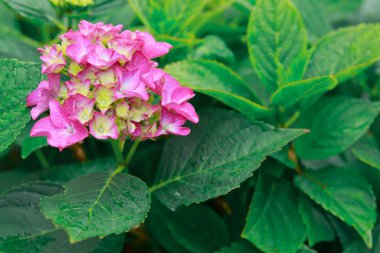 Bahçede büyüyen pembe ortancalar..