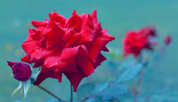 Červená růže květiny s kapkami deště na zeleném pozadí . — Stock fotografie