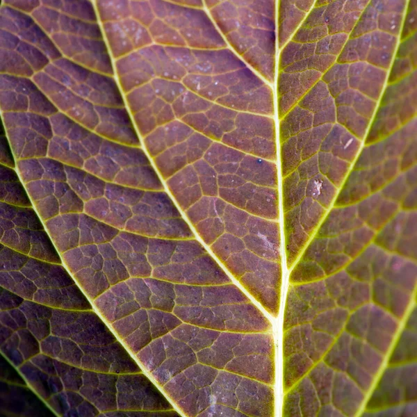 Abstract red leaf, detail of leaf texture background . — Stock Photo, Image