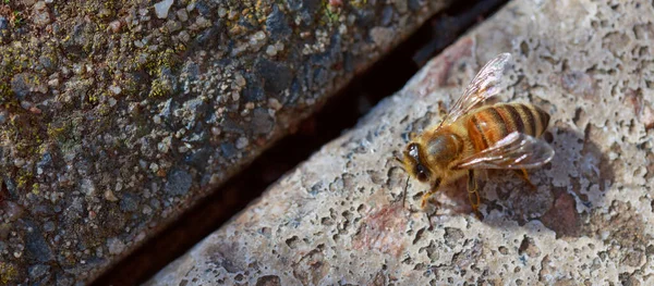 Portakal Arısı 'nın renklerine yakın, bir taşın üzerinde oturuyor.