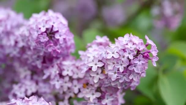 Branch with spring lilac flowers in garden isolated background. — Stock Video
