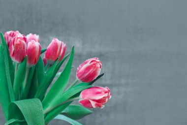 Gri arkaplanlı pembe laleli Anneler Günün kutlu olsun..