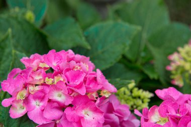 Bahçede büyüyen pembe ortancalar..