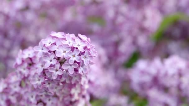 Rama con flores de primavera lila en el jardín fondo aislado. — Vídeos de Stock