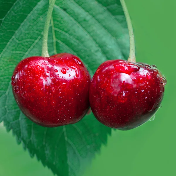 Duas grandes cerejas penduradas em um galho de árvore, close-up — Fotografia de Stock