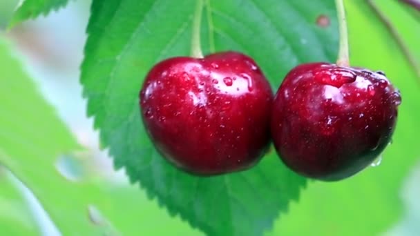 Two big cherries hanging on a tree branch,close up — 비디오