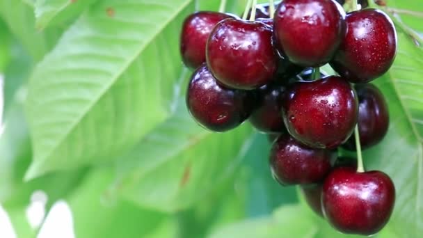Red cherries hanging on a tree branch,close up — Vídeo de stock