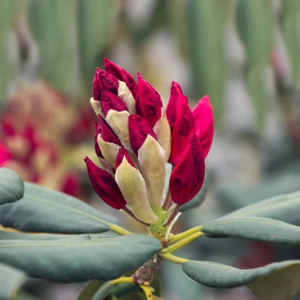 Kırmızı açelya çiçeği bulanık arkaplanda izole edilmiş