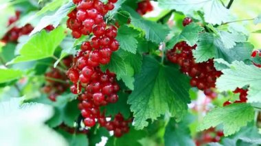 Çiyin içindeki üzümler yaz bahçesindeki bir çalılığa düşer..