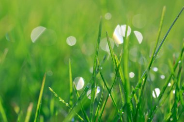 Çiyli yeşil bahar çimenleri Güneş ışığına yakın.