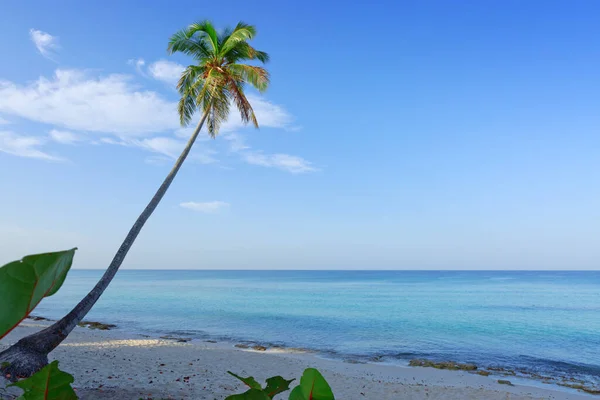Hermoso mar Caribe y palmera verde. Paisaje marino de verano como fondo . — Foto de Stock