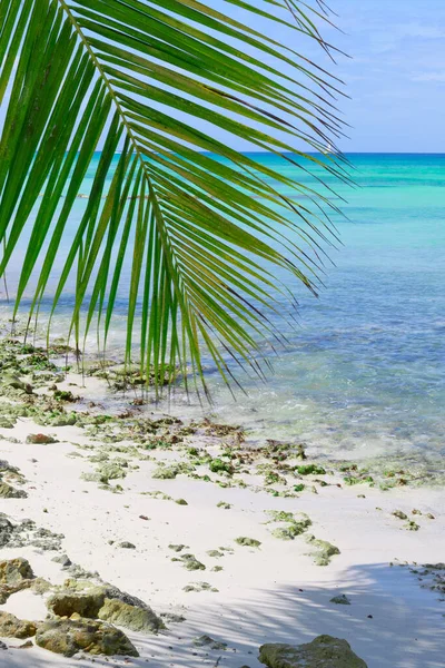 Fondo de viaje con mar Caribe y hojas de palma . — Foto de Stock