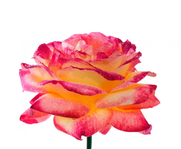 粉红色的玫瑰关闭孤立在白色背景上. — 图库照片