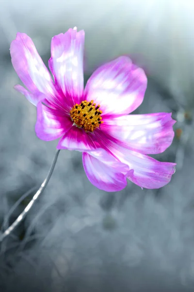 Makro skott av rosa kosmos blomma i sommarträdgård. — Stockfoto