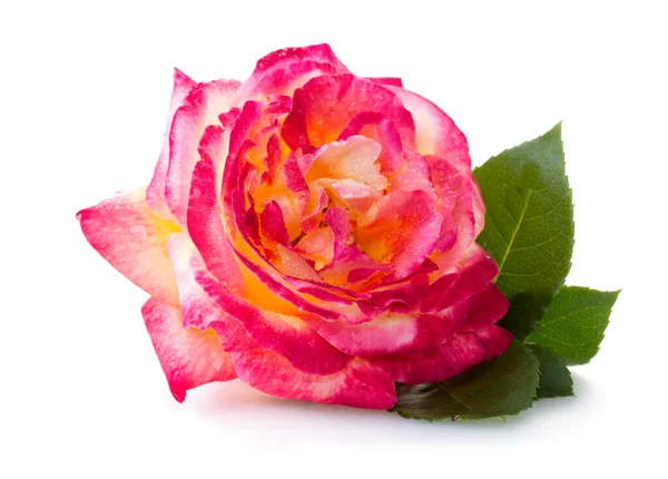 Rosa rosa close-up isolado no fundo branco . — Fotografia de Stock