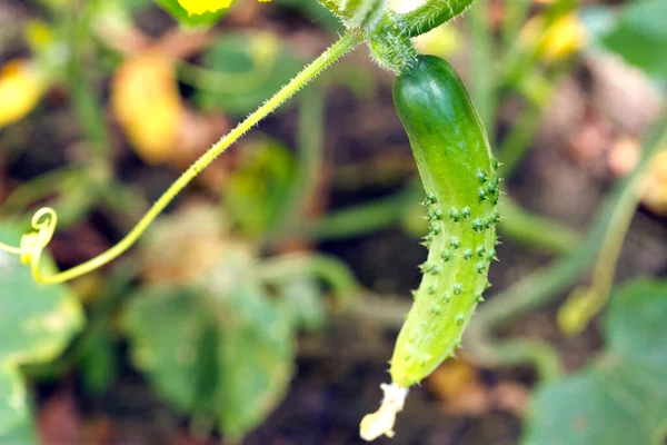 Yung komkommers groeien in de kas. Natuur achtergrond. — Stockfoto