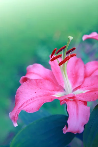 Roze lelie bloem geïsoleerd op groene achtergrond. — Stockfoto