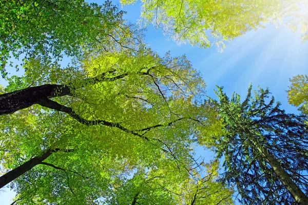 夏日的阳光照射在绿树蓝天的森林里. — 图库照片
