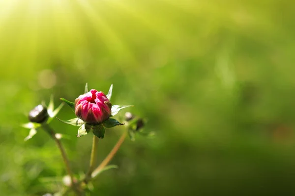 Eine Nahaufnahme von rosa Kosmos Blume und Biene isoliert auf grünem Hintergrund. — Stockfoto