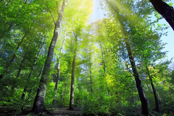Słońce w letnim lesie z zielonymi drzewami i błękitnym niebem. — Zdjęcie stockowe