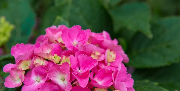분홍빛 히드라게아 꽃들 이 정원에서 자라고 있다. — 스톡 사진