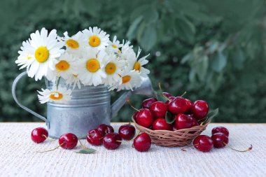 Sepetteki kırmızı kirazlar ve sulama kutusundaki papatyalar yeşil üzerine izole edilmiş..