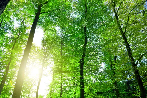 Słońce w letnim lesie z zielonymi drzewami i niebem. — Zdjęcie stockowe