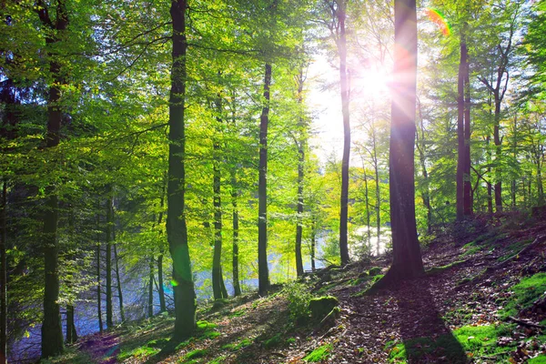 Summer beech trees on the sun and forest lake. Nature background. — Stock Photo, Image