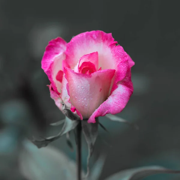 Czerwona biała róża izolowana na szarym tle — Zdjęcie stockowe
