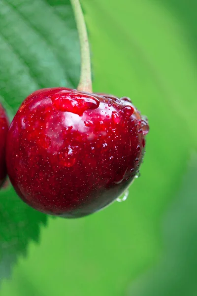 Ciliegia rossa appesa a un ramo d'albero, da vicino — Foto Stock