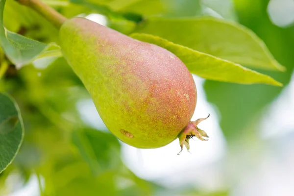 Hruškové ovoce na stromě v ovocné zahradě — Stock fotografie