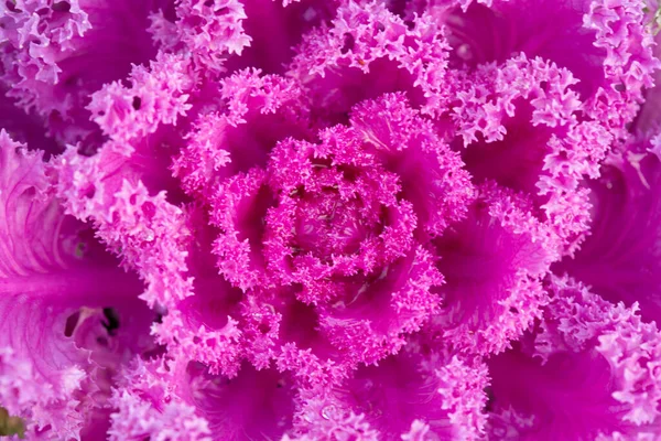Różowa ozdobna kapusta jarmużowa jesienna, makro shot — Zdjęcie stockowe